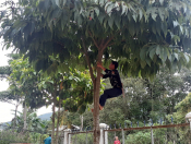 Hoạt động cắt tỉa cây xanh trường MN Mường Phăng